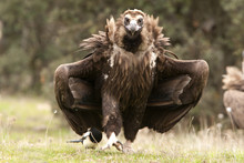 Black Vulture. Aegypius Monachus