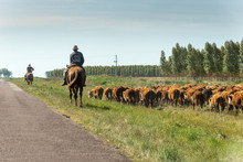 A Countryman Gathers And Leads The Cattle Next To The Road