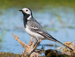 White wagtail posing near a pond