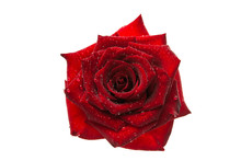  Dark Red Rose With Droplets Isolated