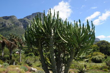 Fan Aloe In Kirstenbosch Botanical Gardens