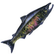 Pacific chum salmon, fresh caught fish isolated, watercolor illustration