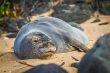 Hawaiian Monk Seal Lying On A Beach
