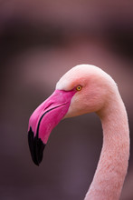 Head From A Flamingo