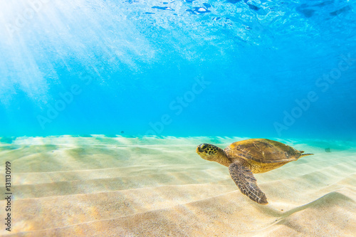 Láminas Endangered Hawaiian Green Sea Turtle Cruising in the warm waters of the Pacific