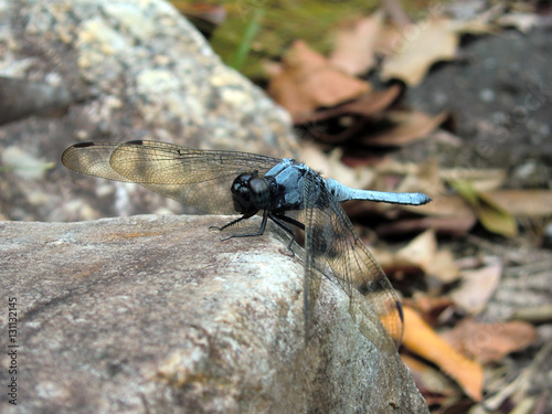 Fotografie, Obraz Vibrant blue dragonfly in Malaysian jungle