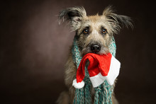 Shaggy Amusing Beautiful Dog With Big Ears Wearing A Scarf On A Dark Background, In The Jaws Of A Red Christmas Hat