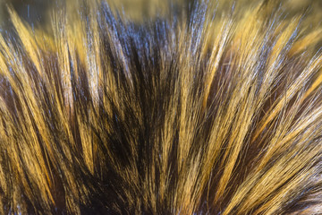 Fur red fox. Long beautiful nap. Texture close up view