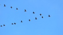 Slow Motion Flock Of Cormorants Flying Gracefully In Misty Autumn Air.
