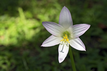 Wall Mural - The delicacy of the pink rain lily on the grass