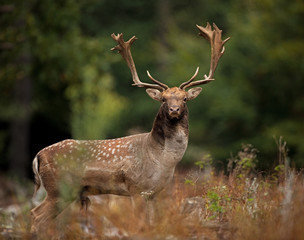 Wall Mural - fallow deer, dama dama