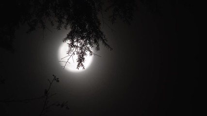 Wall Mural - real time night scenic with full moon shining behind a hanging fir tree branch.