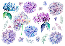 Watercolor Set With Flowers Hydrangeas. Illustrations.