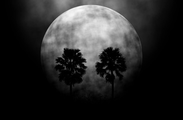 trees sugar palm in the moon night.