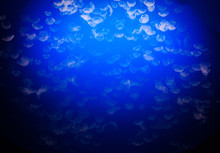Beautiful Blue Moon Jelly Fish