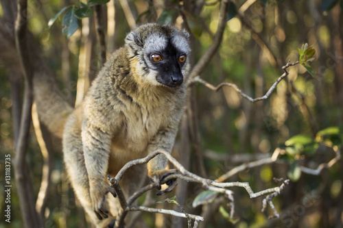 Vászonkép Lemur in their natural habitat, Madagascar.