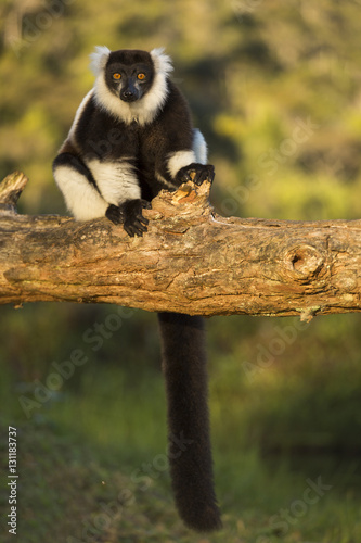 Lemur in their natural habitat, Madagascar. Plakát
