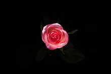 Bird Eye View Of White Rose On Blatsk. Rose In Dark. Element Of Design. Pink Rose On Black Batskground. Beautiful Rose Macro On Black Batskground.