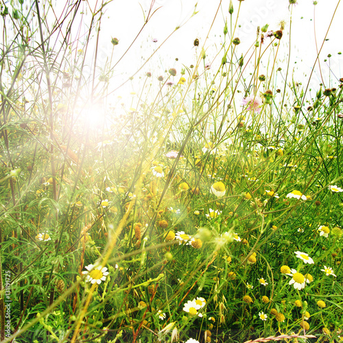 Fotomural Paisaje de pradera en primavera