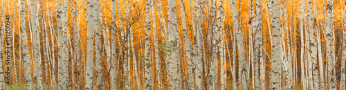 Fotografía ultra wide autumn birch forest pattern.