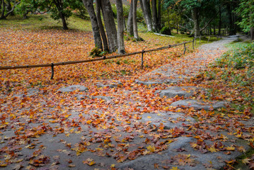 Wall Mural - Path in autumn, Nara, Japan