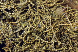 Ascophyllum nodosum is a large brown alga (Phaeophyceae). Also known as rockweed, knotted kelp or egg wrack. Seaweed wrack variety. Green with small bulbous floating mechanisms. Seaweed wrack variety.