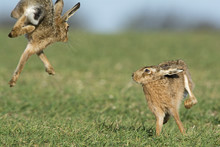 Brown Hares (Lepus Europaeus) Boxing Near Holt, Norfolk, England. UK. March.