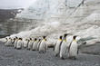 © NaturePL - King penguins (Aptenodytes patagonicus) below Schrader Glacier, South Georgia. January 2015.