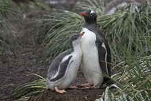 Gentoo Penguin With Chick Standing Outdoors