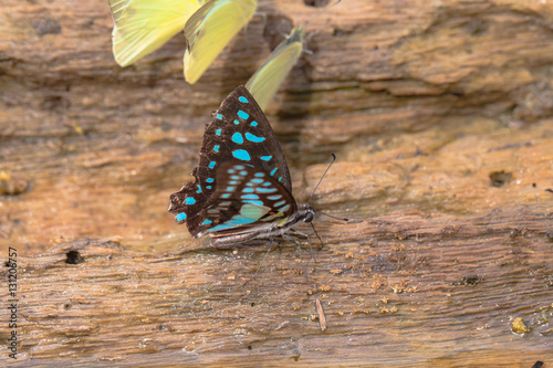 Many Butterflies Are Nectar Feeders And Food Beside A Canal Buy