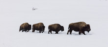 Four Bison (Bison Bison) Walking In A Line Through Winter Snow, Yellowstone, USA. January.