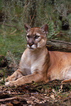 Puma / Florida Panther (Puma Concolor Couguar), Portrait. Florida, USA.