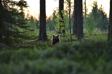 Wall Mural - Brown bear peeking from behind a hill in forest landscape