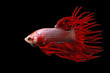 © RooM The Agency - Betta fish against black background