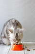 Grey cat eating food from orange cat bowl.