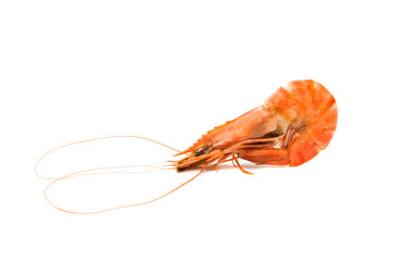 Canvas Print - shrimp isolated