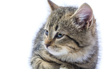 Isolated portrait of a kitten 