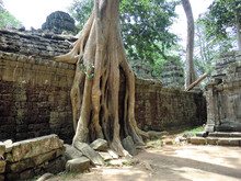 Ta Prohm Tree Root Covered Ancient Abandoned Lost Temple In Siem Reap, Cambodia