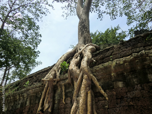 Ta Prohm tree root covered ancient abandoned lost temple in Siem Reap, Cambodia Poster
