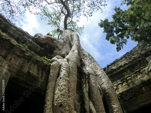 Ta Prohm tree root covered ancient abandoned lost temple in Siem Reap, Cambodia Poster
