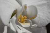 Fototapeta Storczyk - White orchid flower 