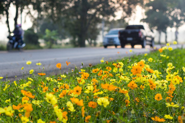 Wall Mural - Cosmos yellow car traffic.