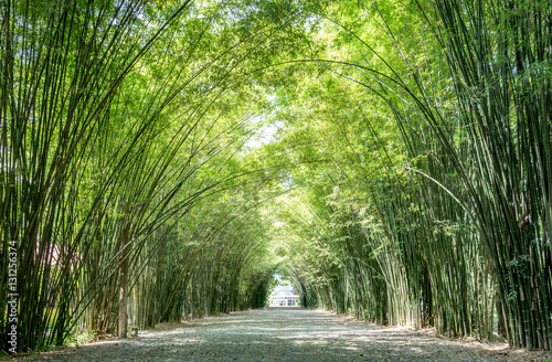 Dekoracja na wymiar  bambusowy-tunel-i-chodnik