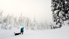Backcountry Snowshoe With Black Dog