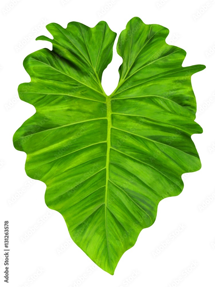 Philodendron large jungle leaf, common name elephant ear, isolated, close  up, on white background Stock Photo | Adobe Stock