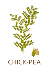 Chick pea plant with leaves and pods. Vector illustration.