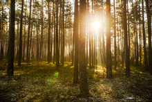 Pine Forest On Sunrise With Warm Sunbeams