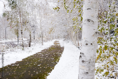 雪の白樺並木と小道 Stock Photo Adobe Stock
