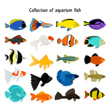 Aquarium Fish Set. Vector Underwater Diving Fishes Isolated On White Background