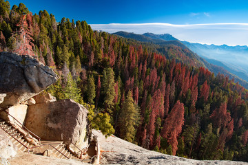 Poster - sequoia national park